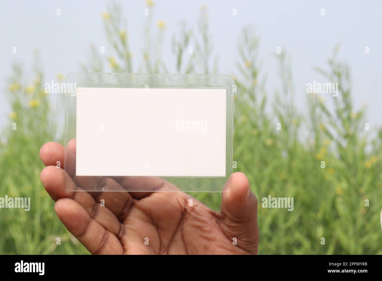 Weiße Schildkarte auf der Hand mit Senffarm für jeden Text Stockfoto