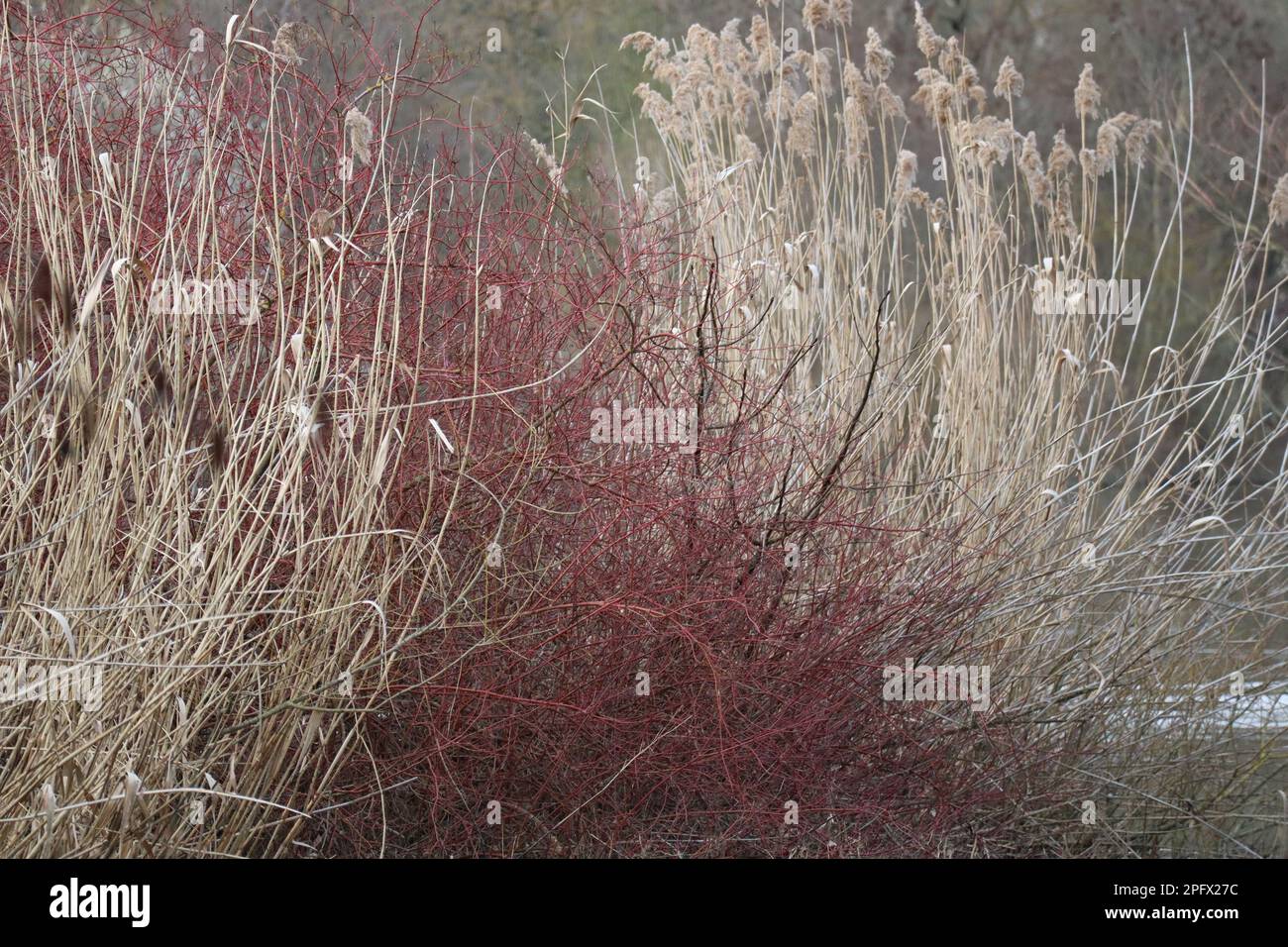 Red Dogwood als ungewöhnliche Bank-Fabrik Stockfoto