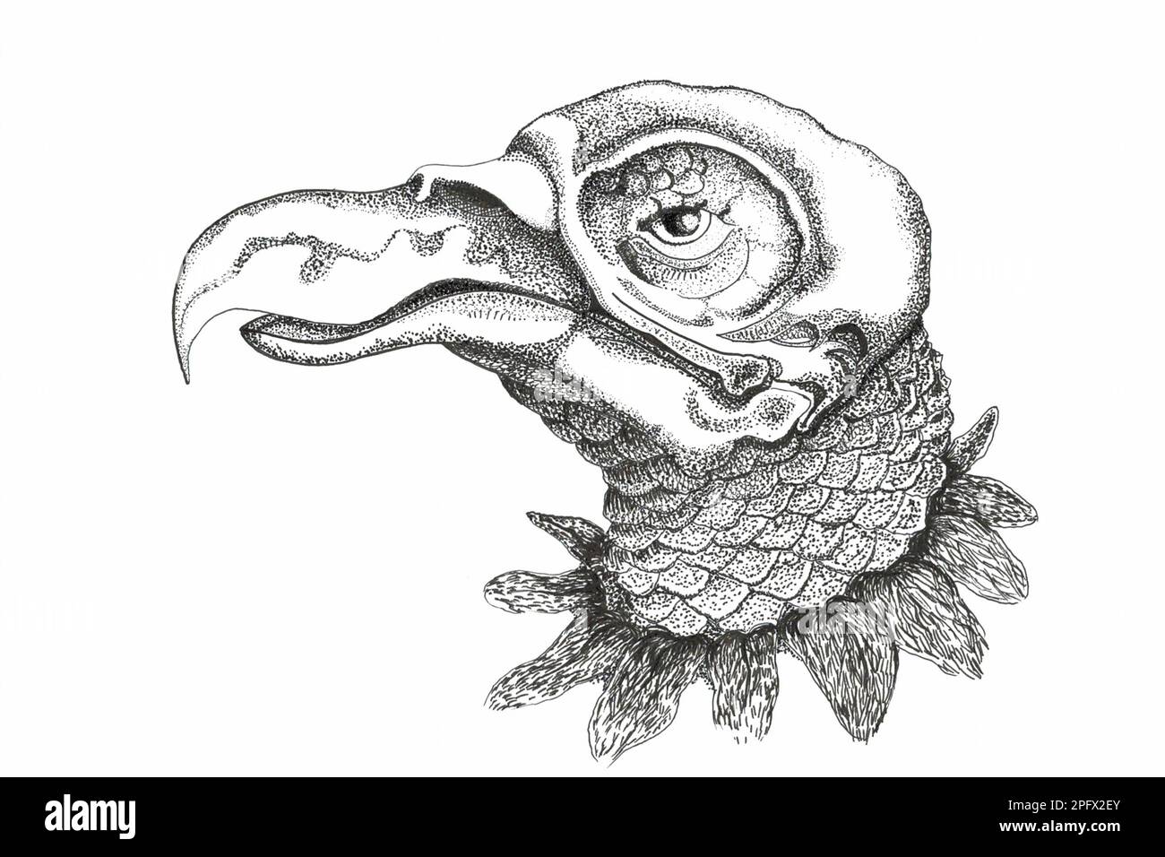 Handgezeichnete Darstellung eines Schädels von Fantasy Bird of Prey Stockfoto