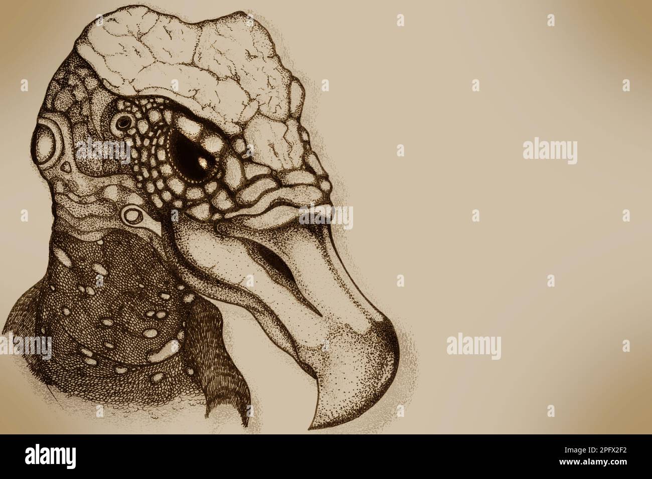 Handgezeichnete Darstellung eines Schädels von Fantasy Bird of Prey Stockfoto