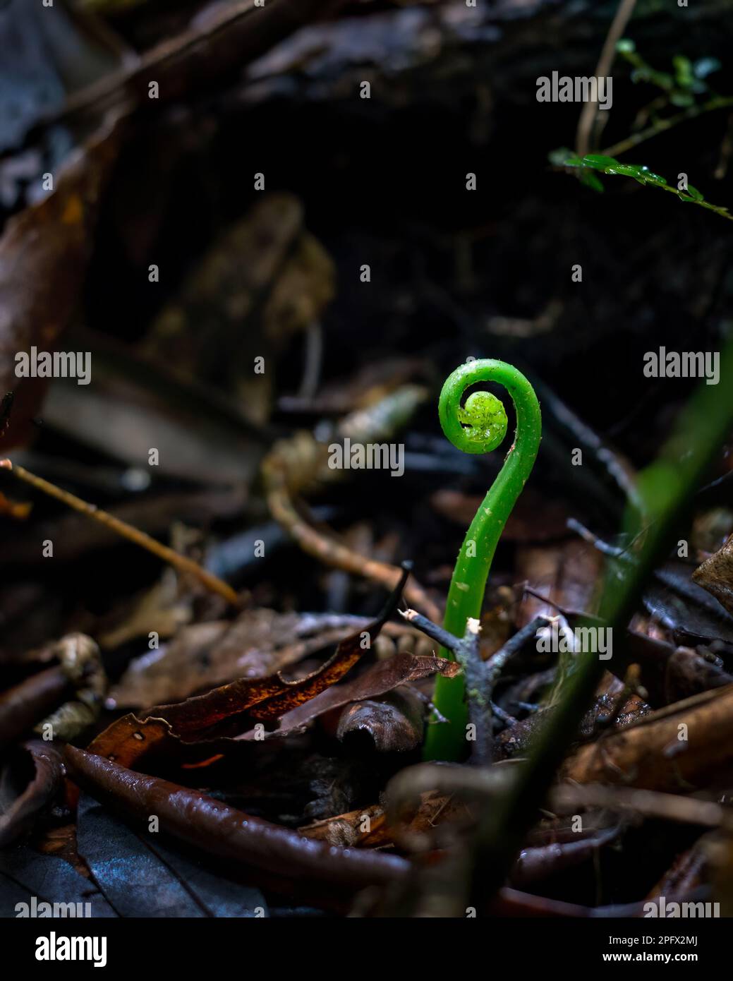 Jungfarnblätter im dunklen Waldlebensraum. Rotorua. Vertikales Format. Stockfoto