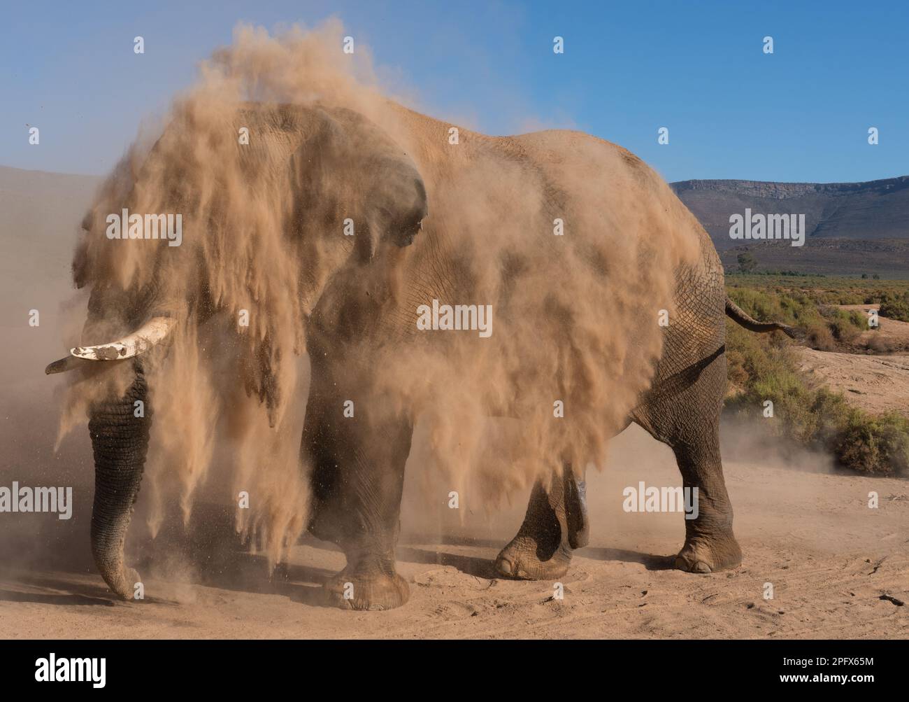 Afrikanischer Elefant im Staubbad Stockfoto