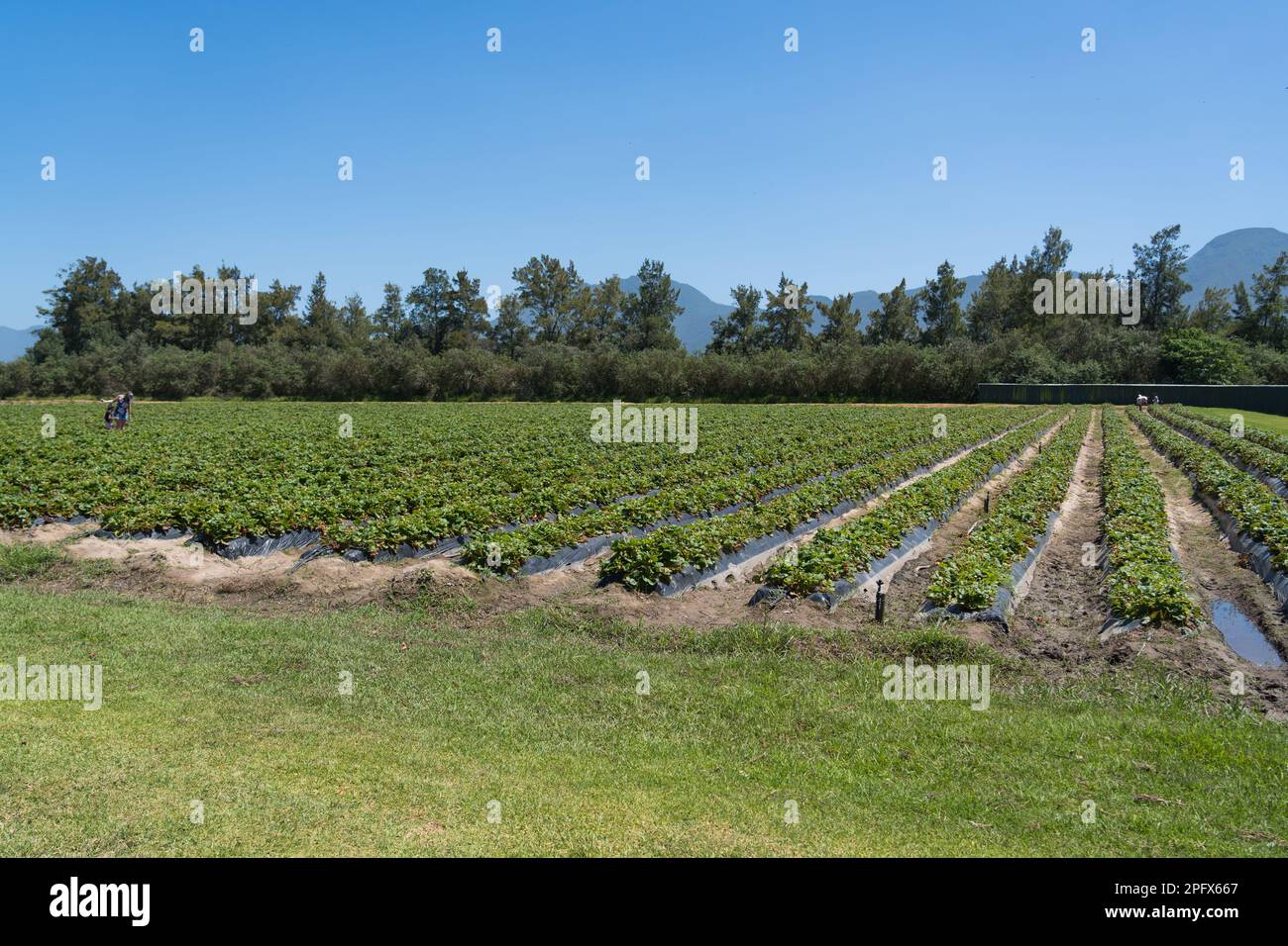 Erdbeerpflücken auf Südafrika Stockfoto