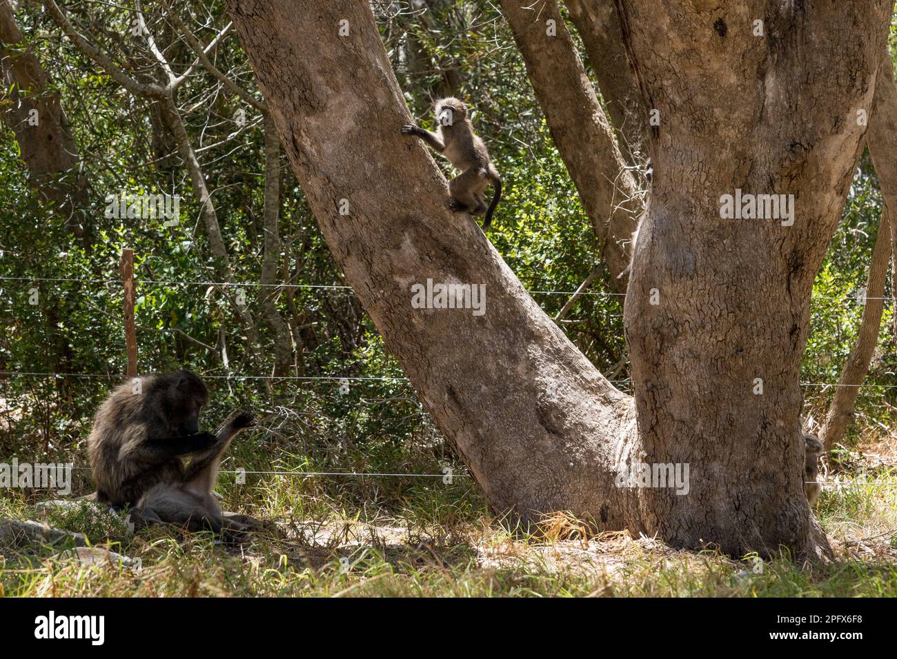 Paviane auf der Kap-Halbinsel, Südafrika Stockfoto