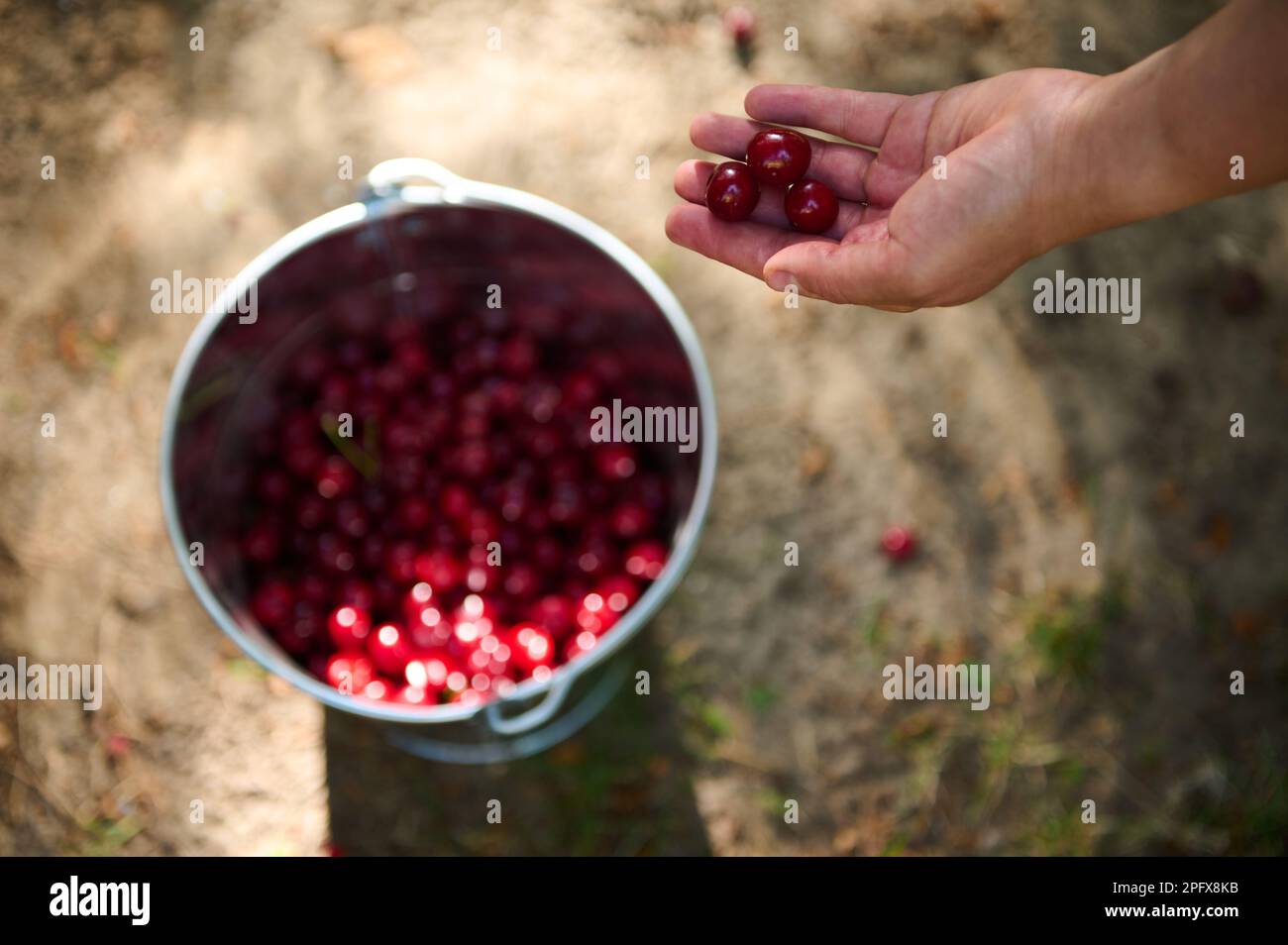 Blick von oben auf die Hand, wie sie geerntete Kirschen in einen Metalleimer mit frischer Ernte reifer Bio-Kirschbeeren wirft Stockfoto