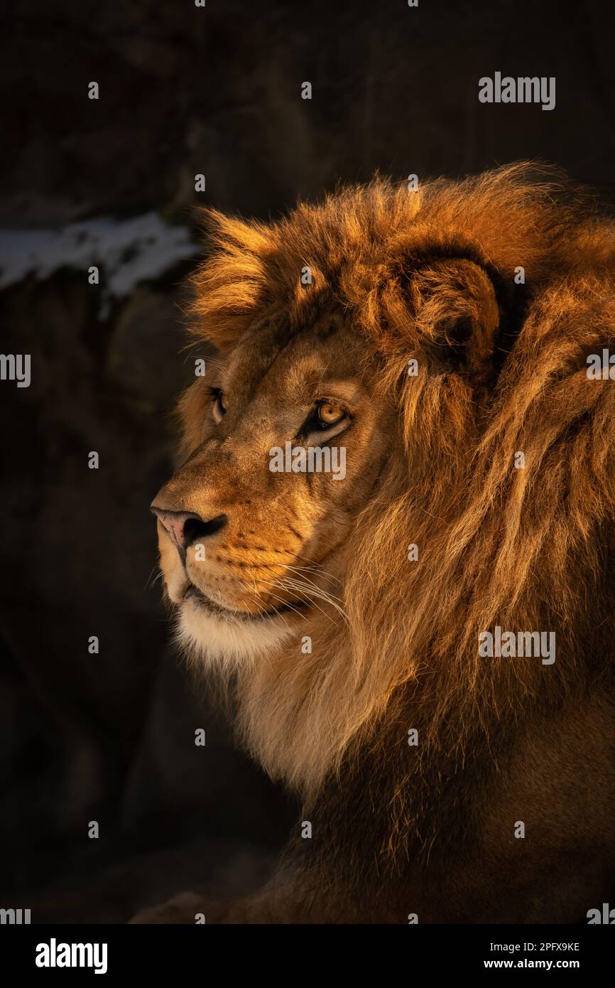 Großaufnahme: Goldporträt des Löwen im Zoo. Wunderschöner männlicher Panthera Leo mit Fellmaus im Zoologischen Garten. Stockfoto