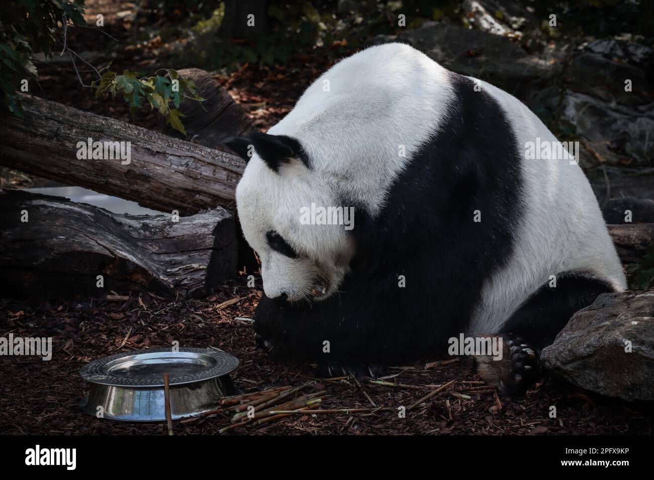 Der Schwarzweiß-Riesenbär sitzt im Zoo. Ailuropoda melanoleuca ausserhalb des Zoologischen Gartens. Stockfoto
