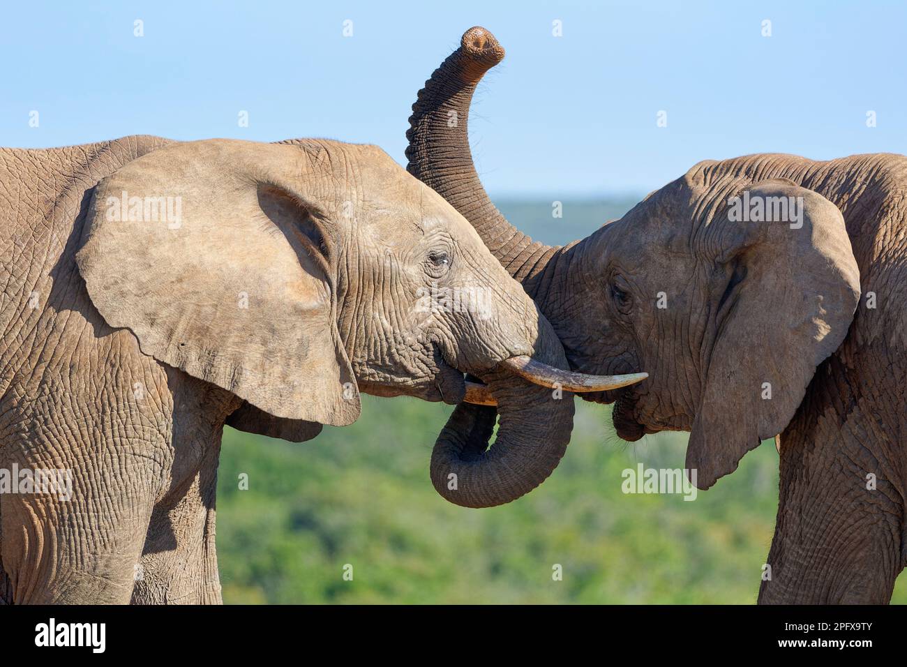 Afrikanische Buschelefanten (Loxodonta africana), zwei Erwachsene Elefanten, die kämpfen, Liebesbeweis, Addo Elephant National Park, Ostkap, Stockfoto