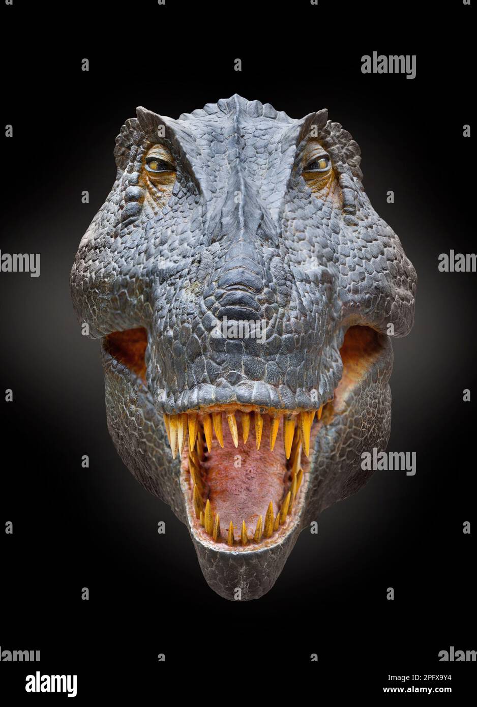 Tyrannosaurus-Rekonstruktion, T-Rex-Porträt, Kopf-Gesicht-Ansicht Stockfoto