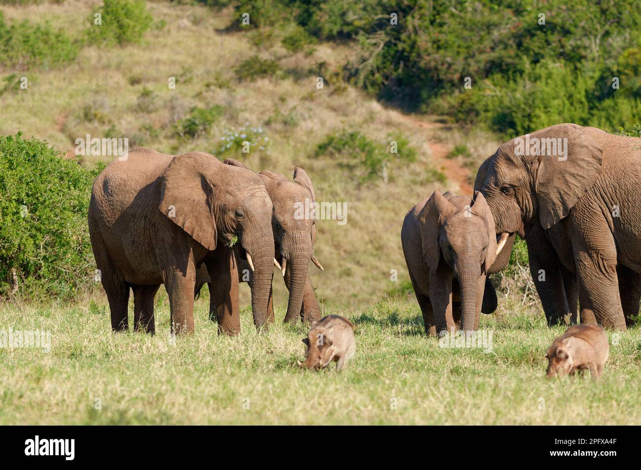 Afrikanische Buschelefanten (Loxodonta africana), Herde mit jungen Füttern von Gras, zwei gemeine Warzenschweine vorne, Addo-Elefanten-Nationalpark, Stockfoto