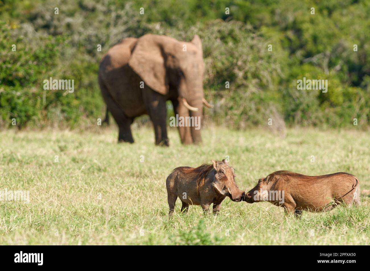 Gemeine Warzenschweine (Phacochoerus africanus), zwei Erwachsene Schnauze bis Schnauze, die sich gegenseitig im Grasland messen, erwachsener afrikanischer Elefant hinten, Addo NP, Stockfoto