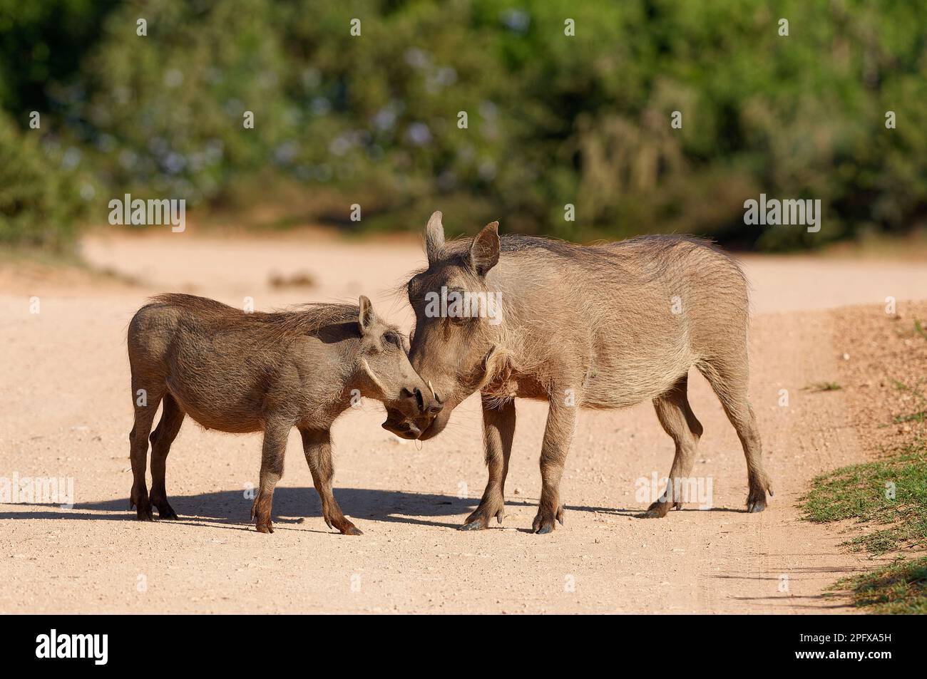 Gemeine Warzenschweine (Phacochoerus africanus), Erwachsener mit jungen, Schnauze bis Schnauze, auf einer unbefestigten Straße, Addo Elephant-Nationalpark, Ostkap, Südafrika, Stockfoto