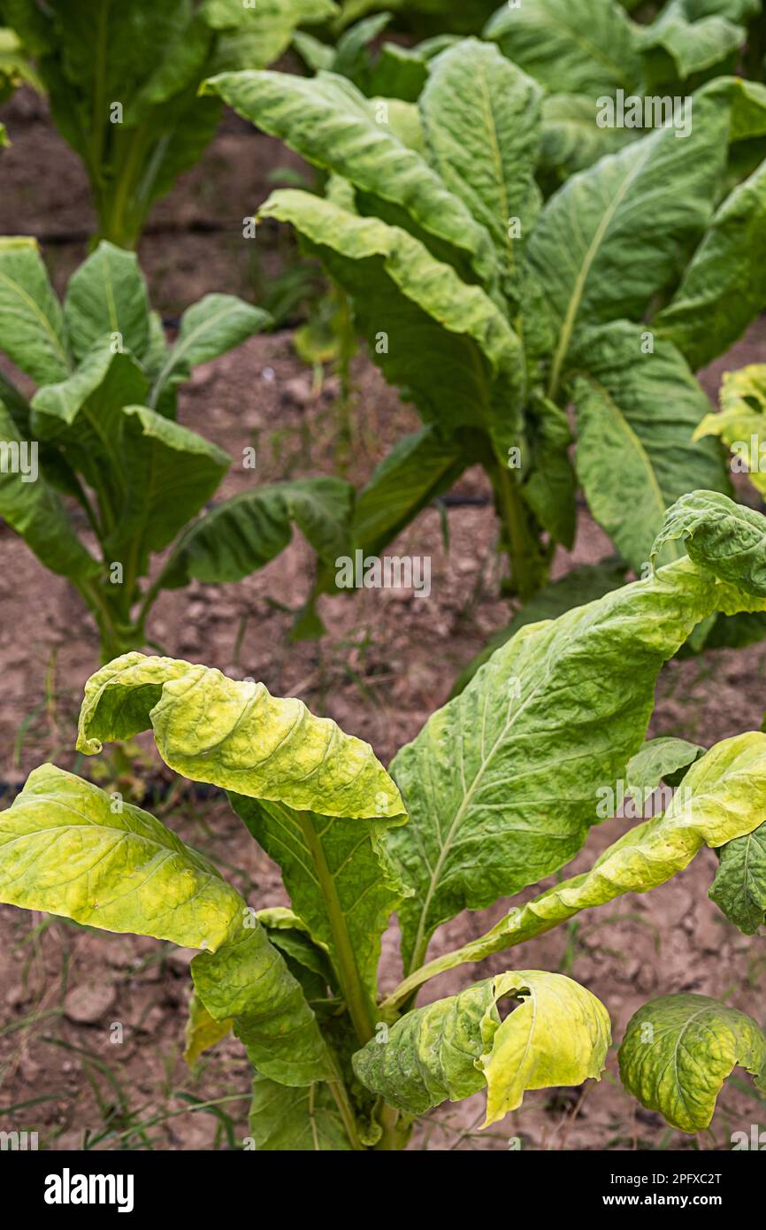 Tabakblätter auf der Plantage, aus der Nähe. Tabakfeld. Stockfoto