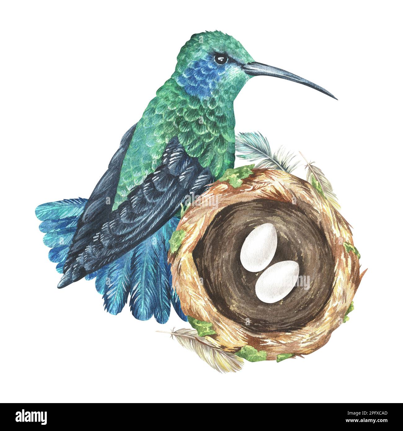 Aquarelldarstellung. Kolibri und Nest mit zwei Eierzusammensetzungen. Tropischer exotischer Vogel. Isoliert auf weißem Hintergrund. Für Heimdekor-Design, Stockfoto