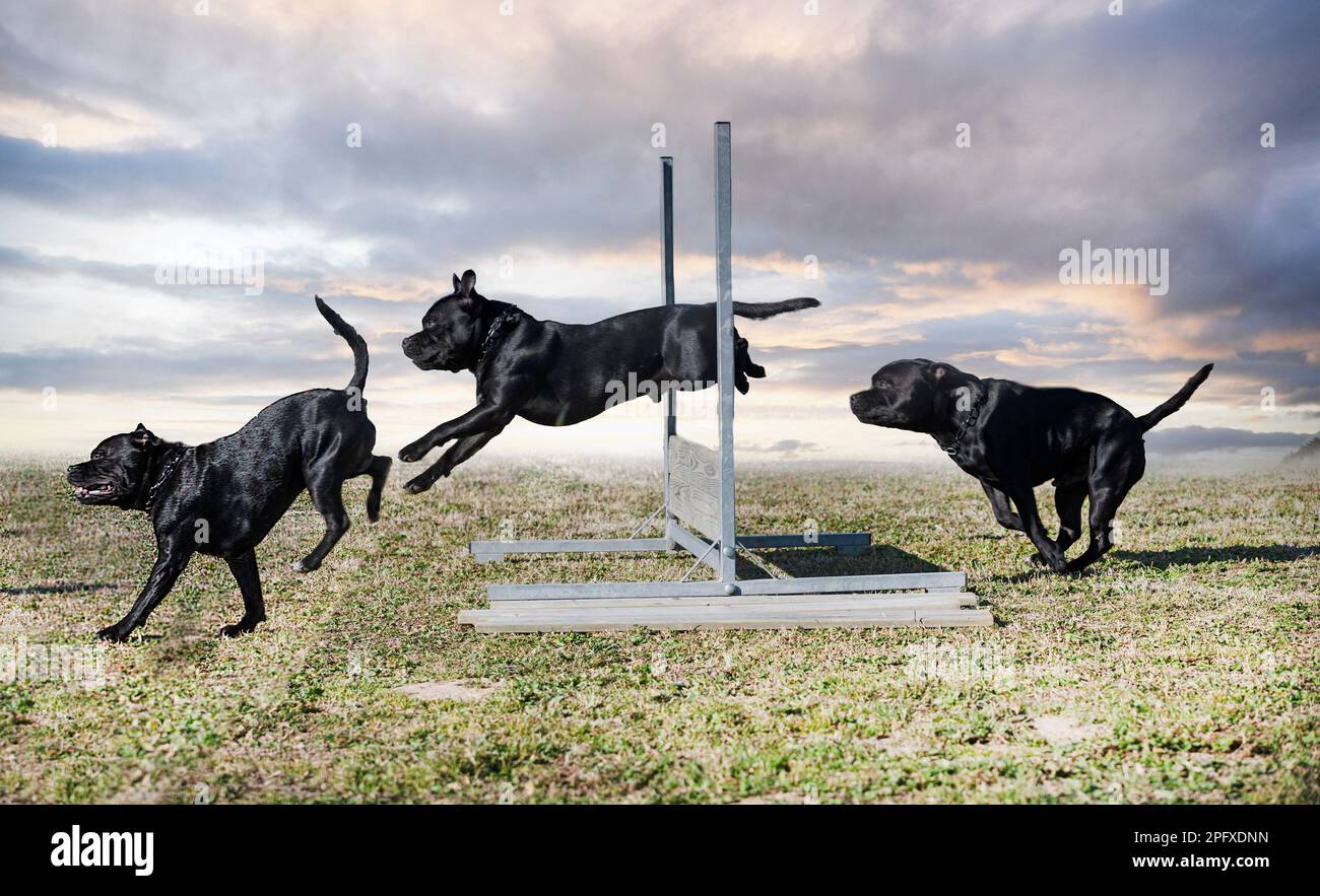 staffordshire Bull Terrier, der einen Zaun für Gehorsamsdisziplin überspringt Stockfoto
