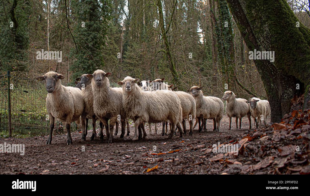 Nutztiere in der Freilandhaltung Stockfoto