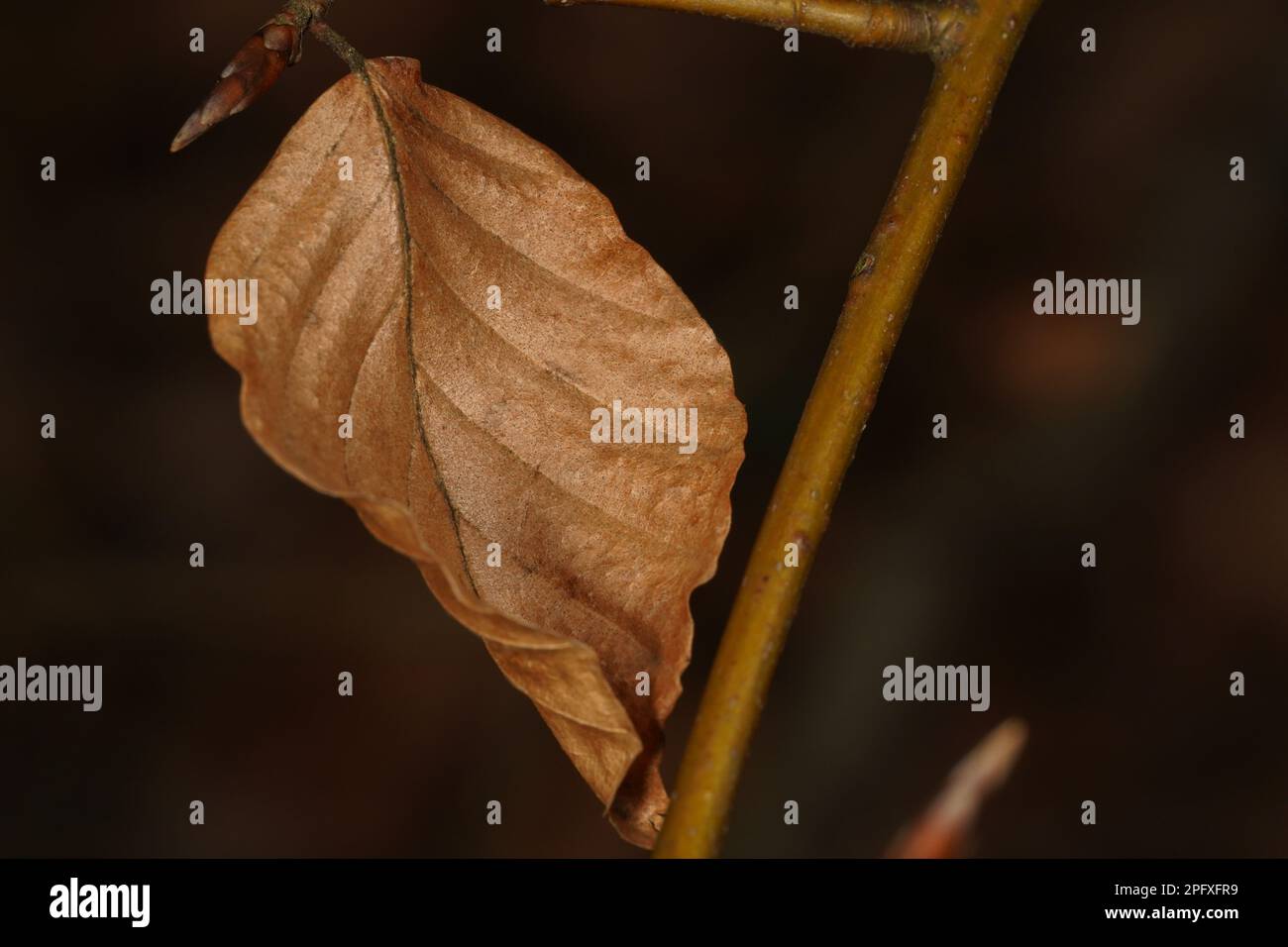 Braunes, getrocknetes Buchenblatt auf dem Ast des Waldes Stockfoto