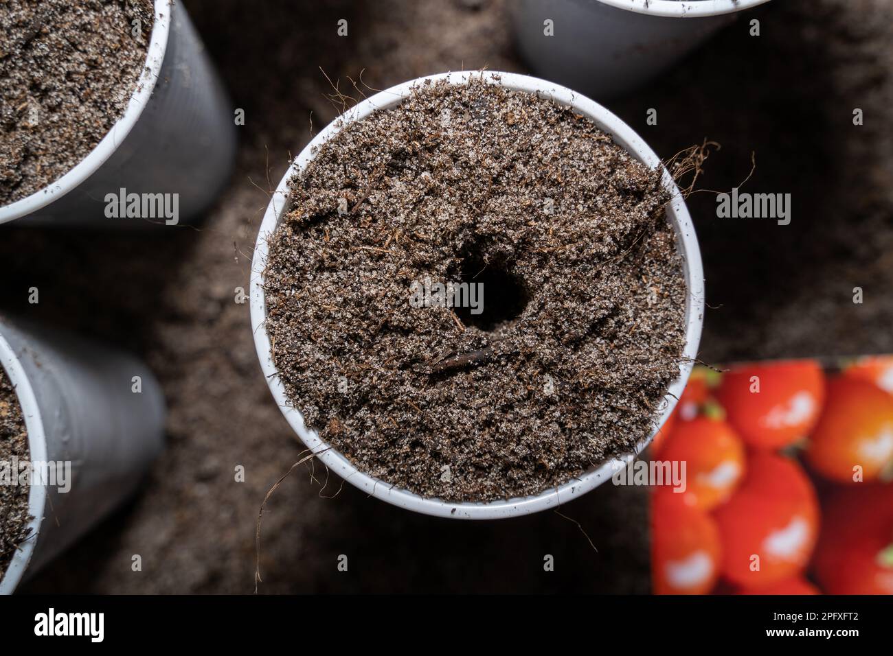 Zubereiteter Becher mit Erde und ein Loch in der Mitte zur Aussaat von Tomaten im Frühjahr Stockfoto