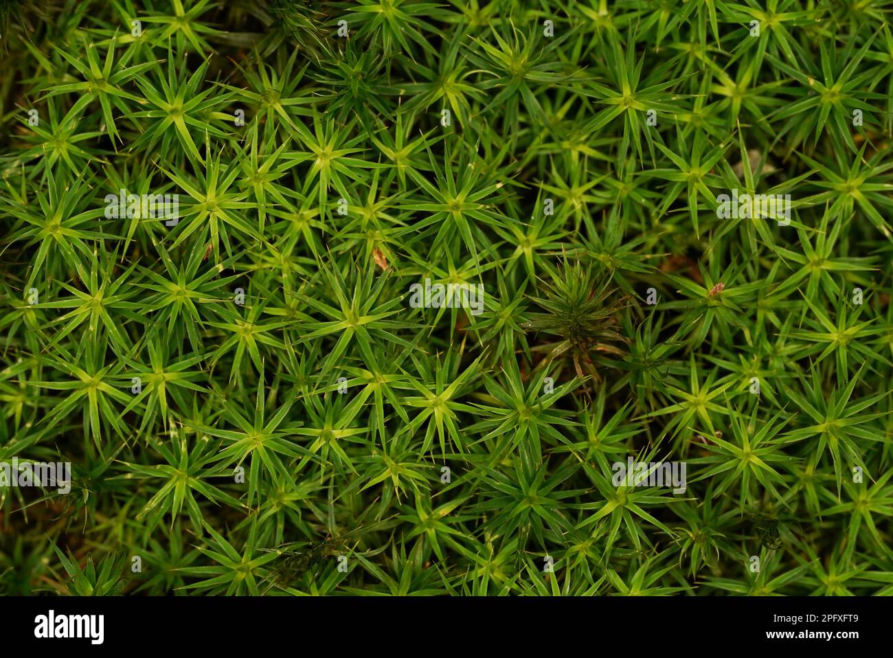 Nahaufnahme von frischem grünen Moos auf dem Waldboden Stockfoto