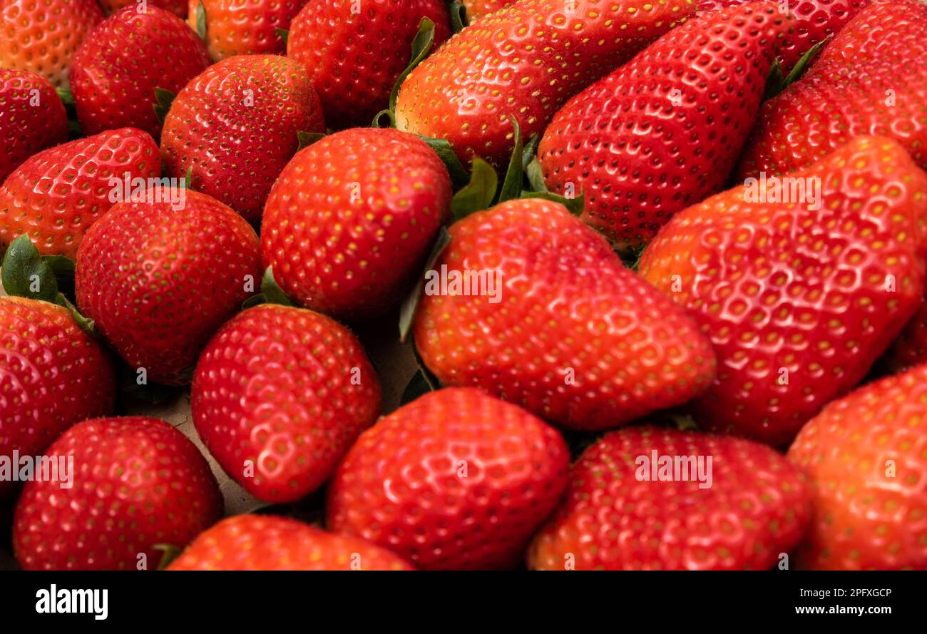 Nahaufnahme reife rote Erdbeeren, Draufsicht. Hintergrund der frisch gepflückten Erdbeeren Stockfoto