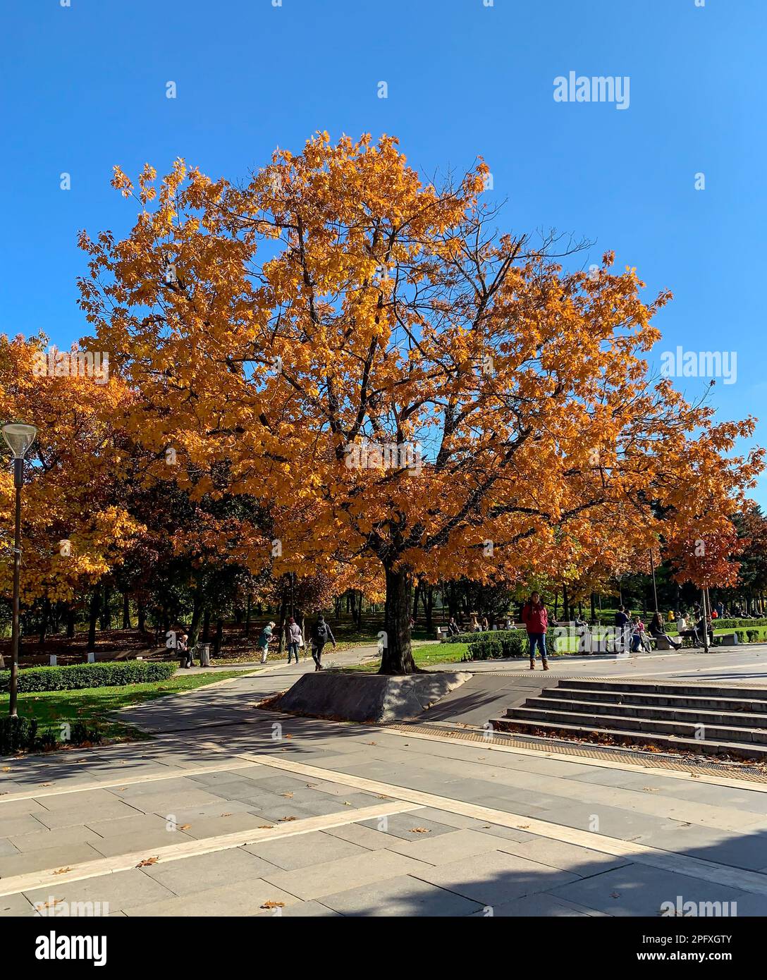2021 10 20 Sofia, Bulgarien. Wunderschöner Baum im NDK Park während des Autunms Stockfoto