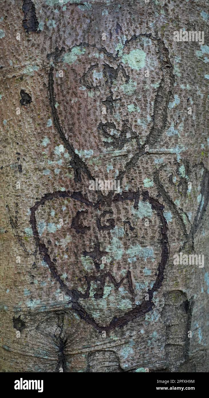 Graffiti: Drei Liebesherzen mit Initialen, die in den Stamm eines Baumes gehauen sind Stockfoto