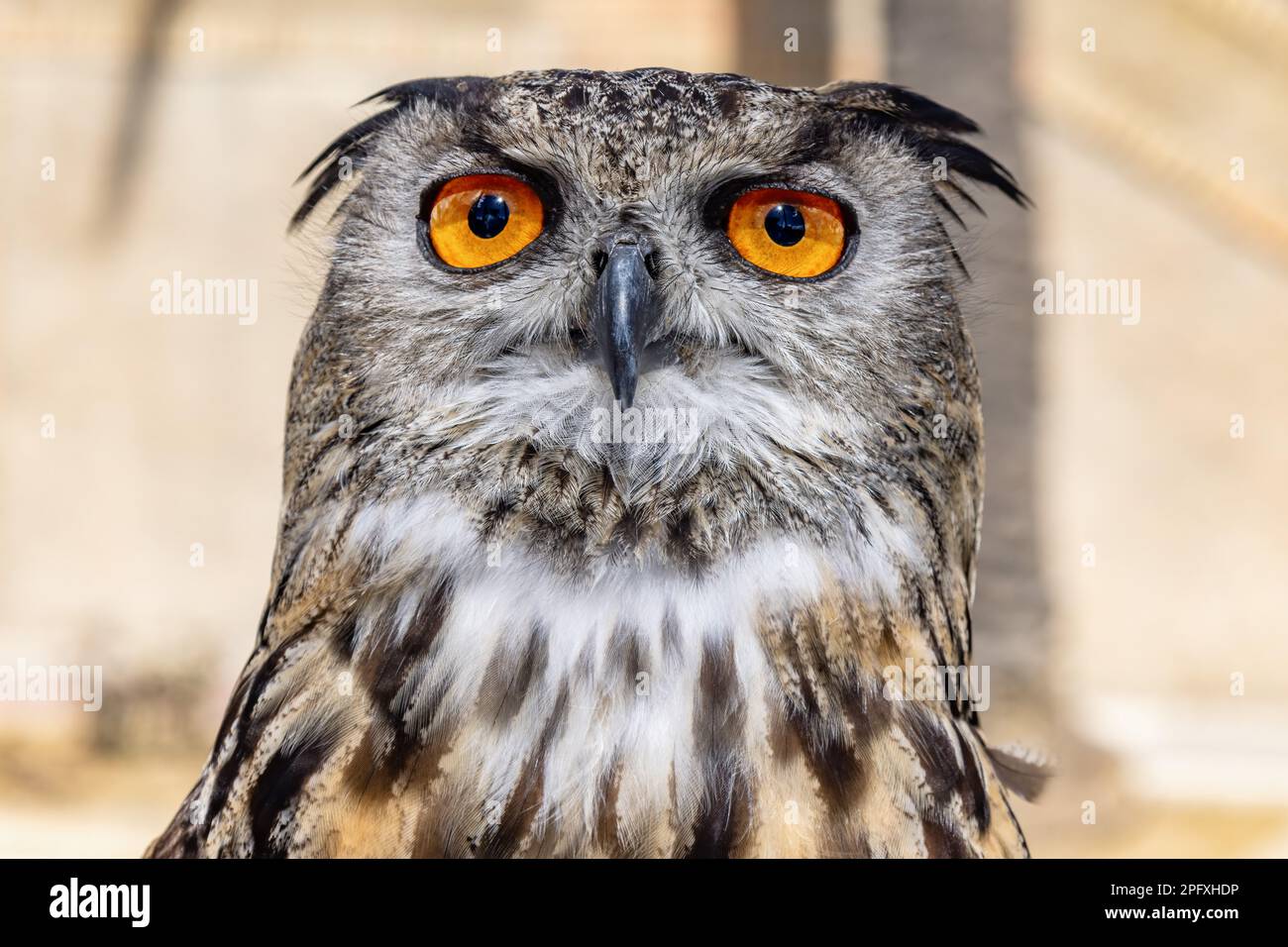 Detail des Gesichts einer eurasischen Adlereule, Bubo Bubo Stockfoto