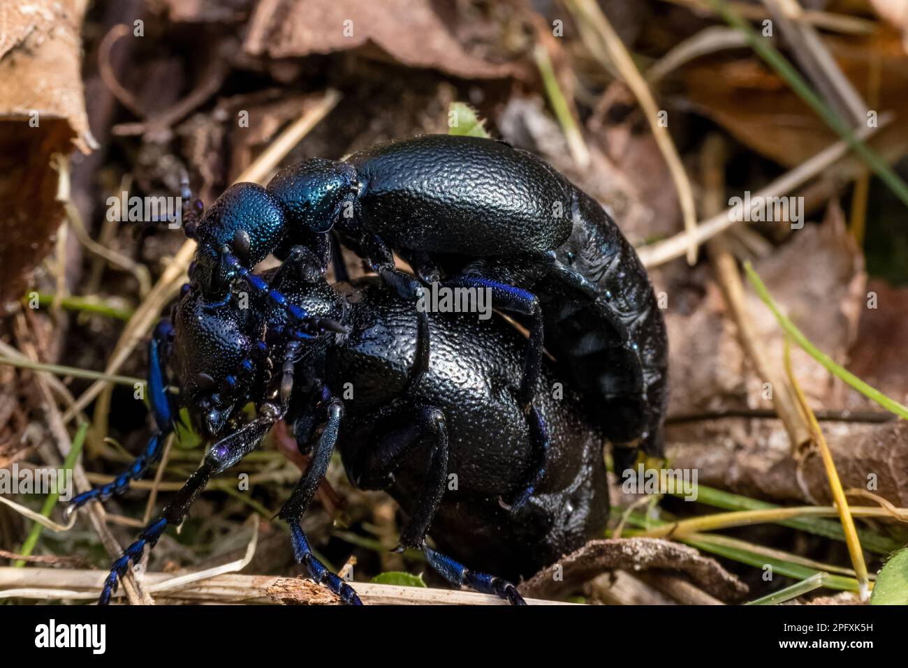 Leuthen, Deutschland. 19. März 2023. Ein Paar blaue Ölkäfer (Meloe proscarabaeus) sitzt in einem Bett in einem Garten. Obwohl die Art in Deutschland aufgrund des Niedergangs ihrer Lebensräume, hauptsächlich Wiesen, auf der Roten Liste gefährdeter Arten steht, gilt sie in Ägypten als landwirtschaftlicher Schädling. Heute, Sonntag, wird Südbrandenburg 15 Grad Celsius erreichen. In den nächsten Tagen wird es etwas kühler und veränderlicher sein. Kredit: Frank Hammerschmidt/dpa/Alamy Live News Stockfoto