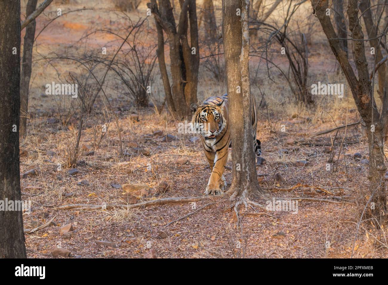 Tiger, Panthera Tigris, geht durch den Wald. Ganzkörper-Vorderansicht. Ranthambore-Nationalpark, Rajasthan, Indien Stockfoto