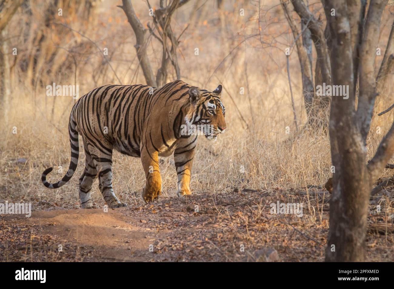 Tiger, Panthera Tigris, geht durch den Wald. Ganzkörper-Seitenansicht. Ranthambore-Nationalpark, Rajasthan, Indien Stockfoto