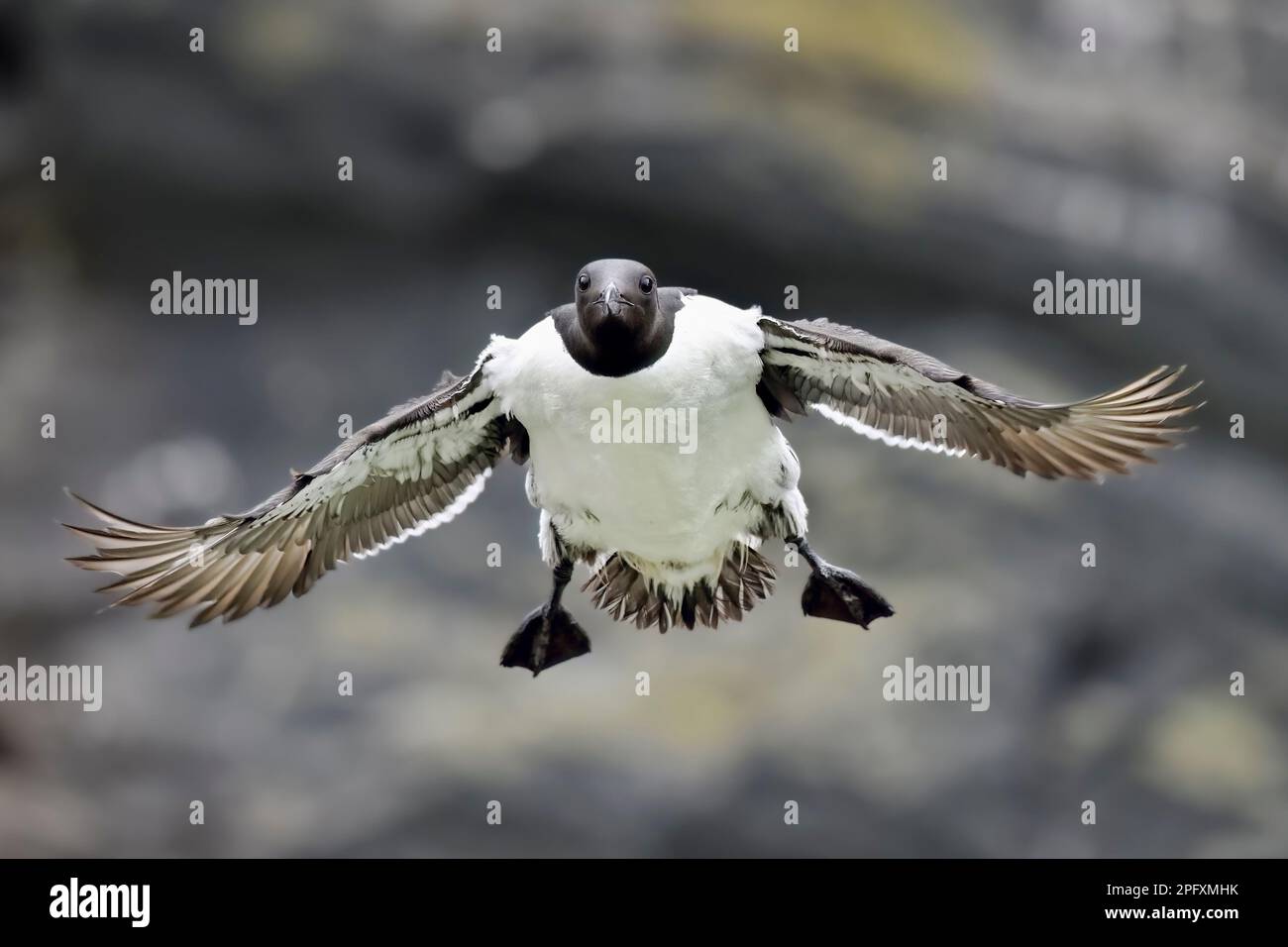 Gemeinsame guillemot im Flug Stockfoto