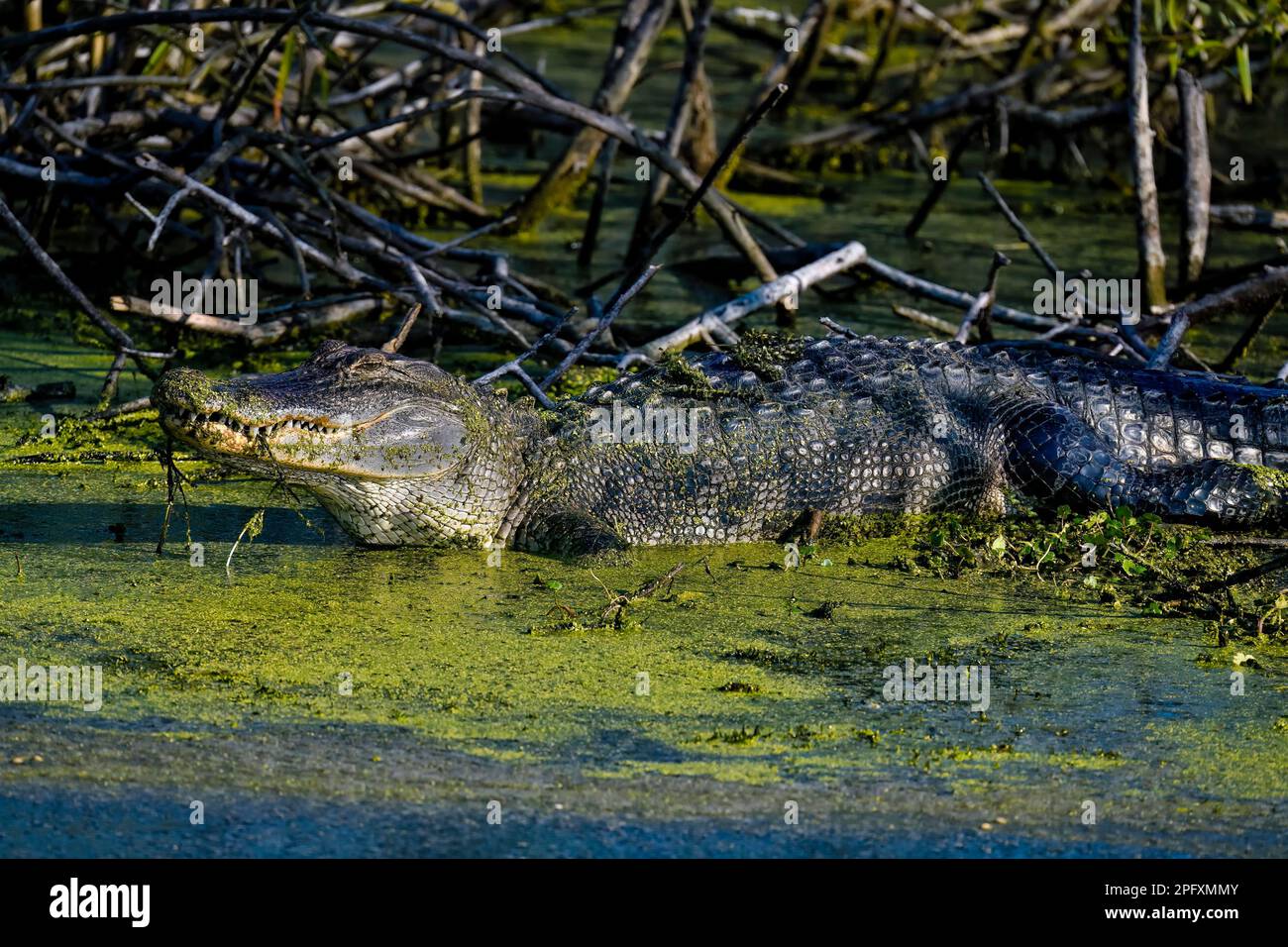 Amerikanischer Alligator Stockfoto