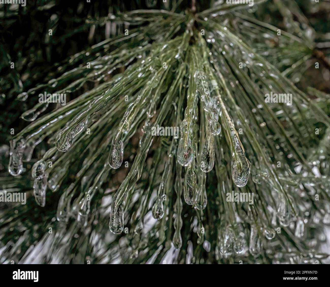 Nach einem Eissturm an einem Wintertag in Taylors Falls, Minnesota, USA. Stockfoto