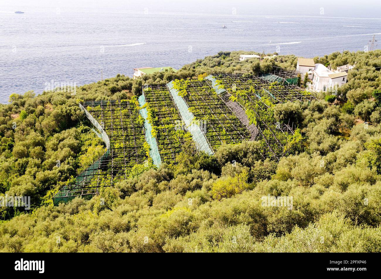 Anbauflächen an der Küste in der Nähe von Sorrent, Italien Stockfoto