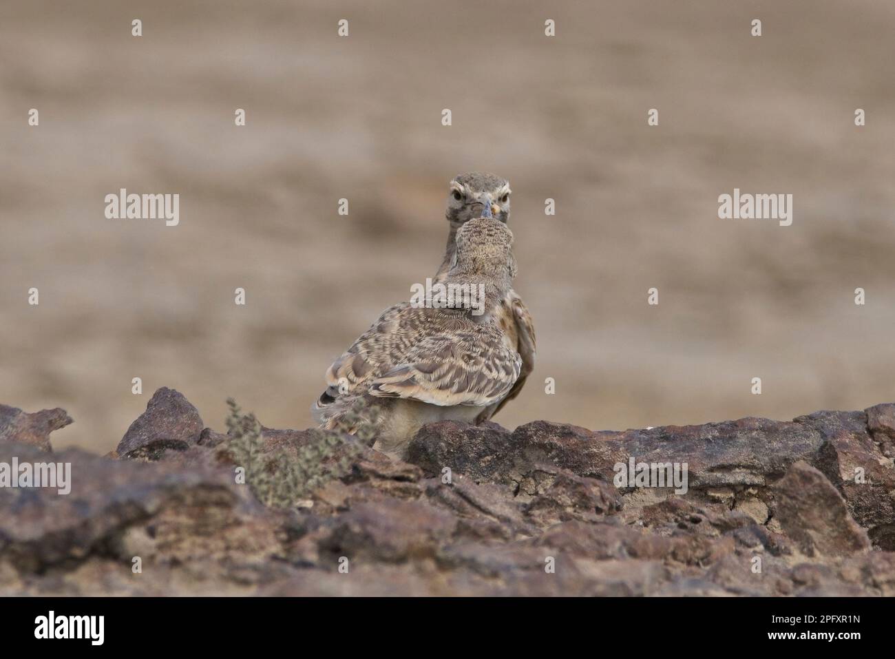 Greater Hoopoe-Lark (Alaemon alaudipes) in Little rann von kutch Stockfoto