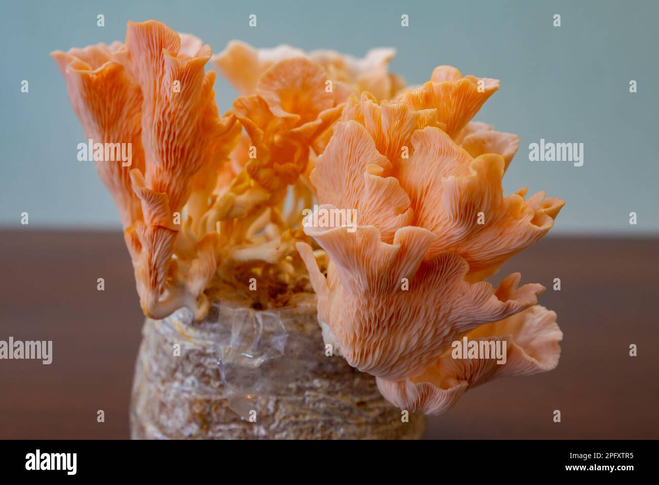Pleurotus-Lachs (Shimeji-Lachs, Pleurotus Djamor, Shimeji Rosa, Pilzrosa) junge Keimlinge Stockfoto