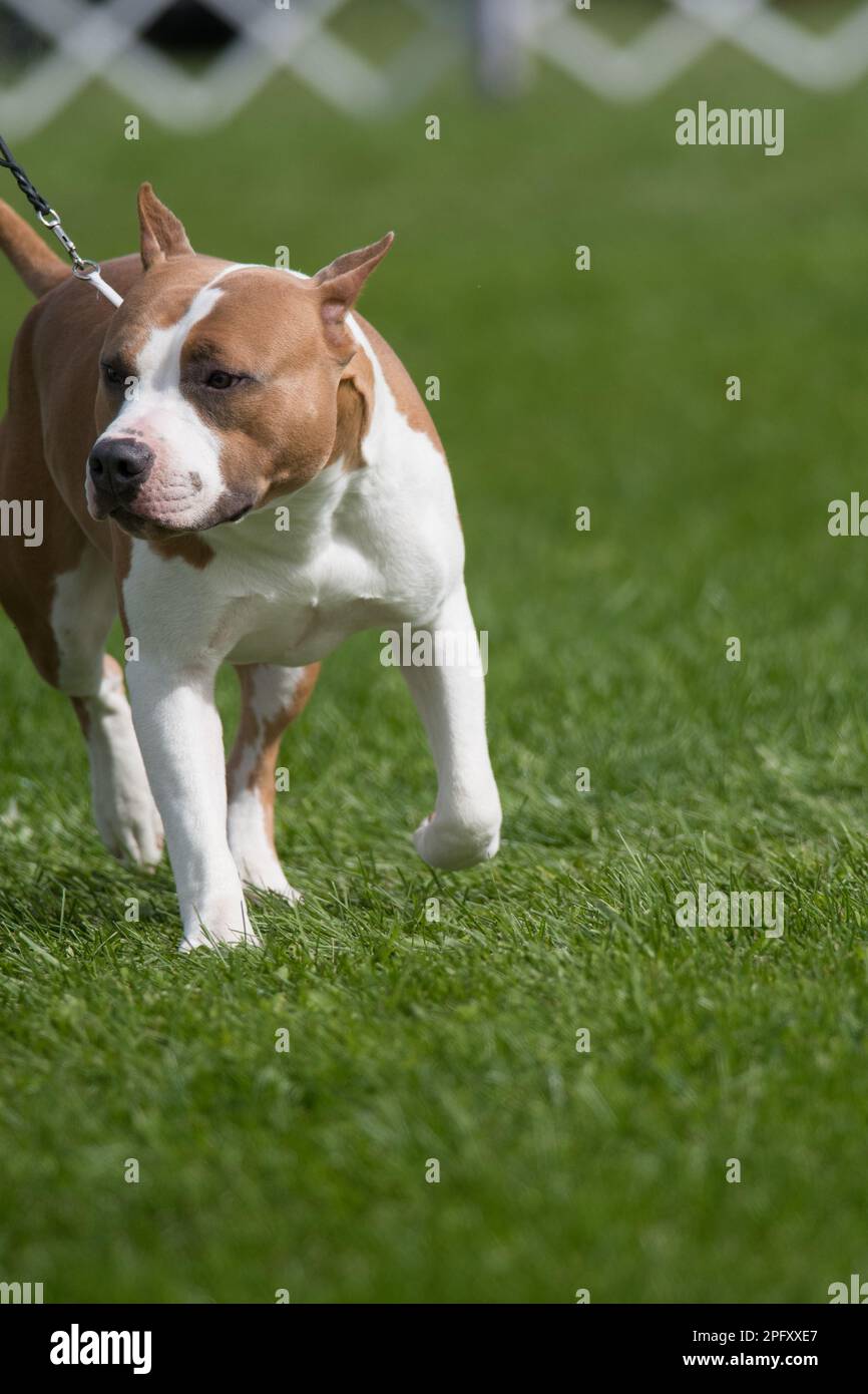 Staffordshire Bull Terrier zieht im Hundeshow-Ring ein Stockfoto
