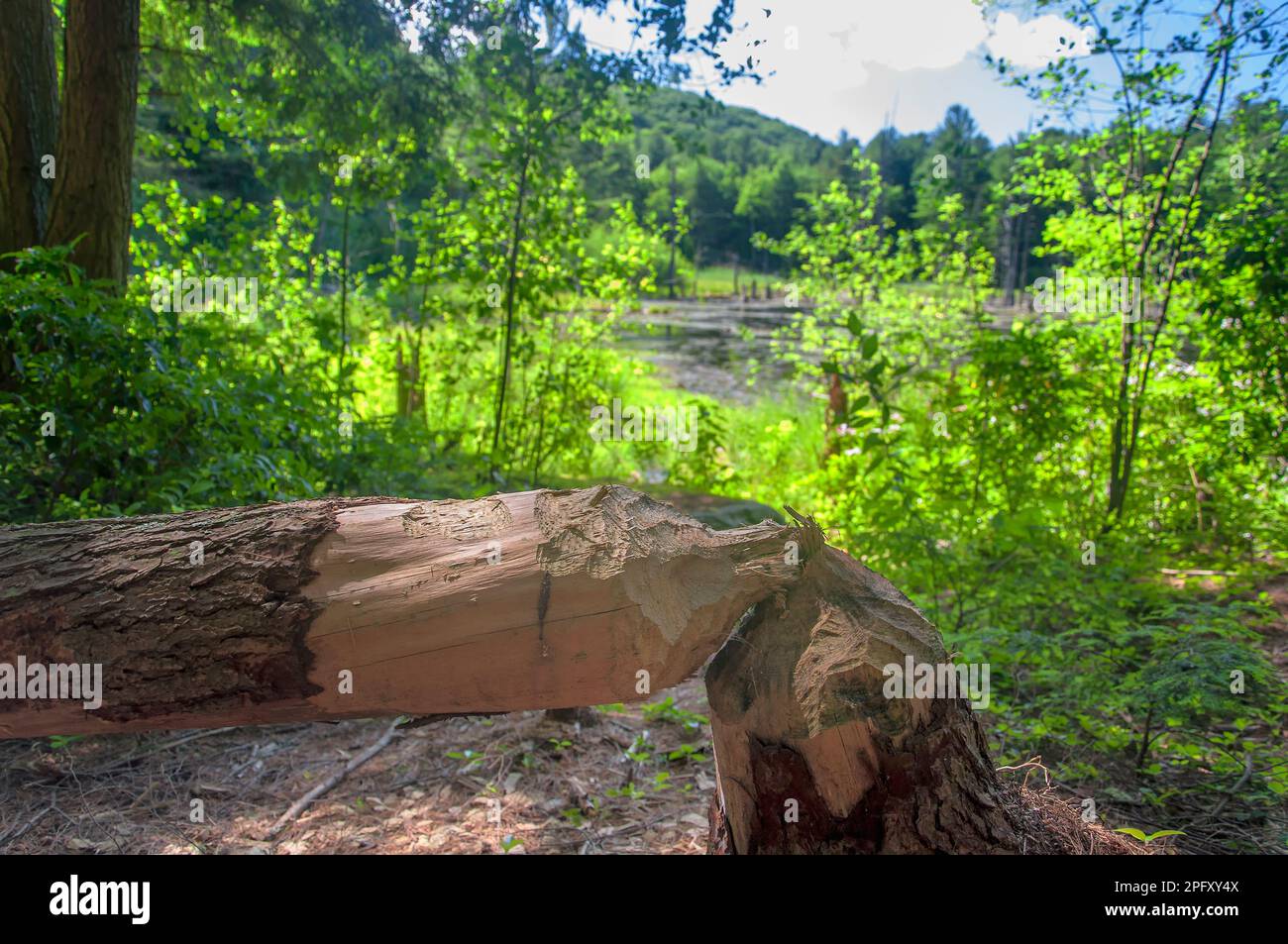 Ein Baum, der von einem Biber an einem sonnigen Sommertag im Sunnybrook State Park in torrington, connecticut, in einem Feuchtgebiet gefällt wurde. Stockfoto