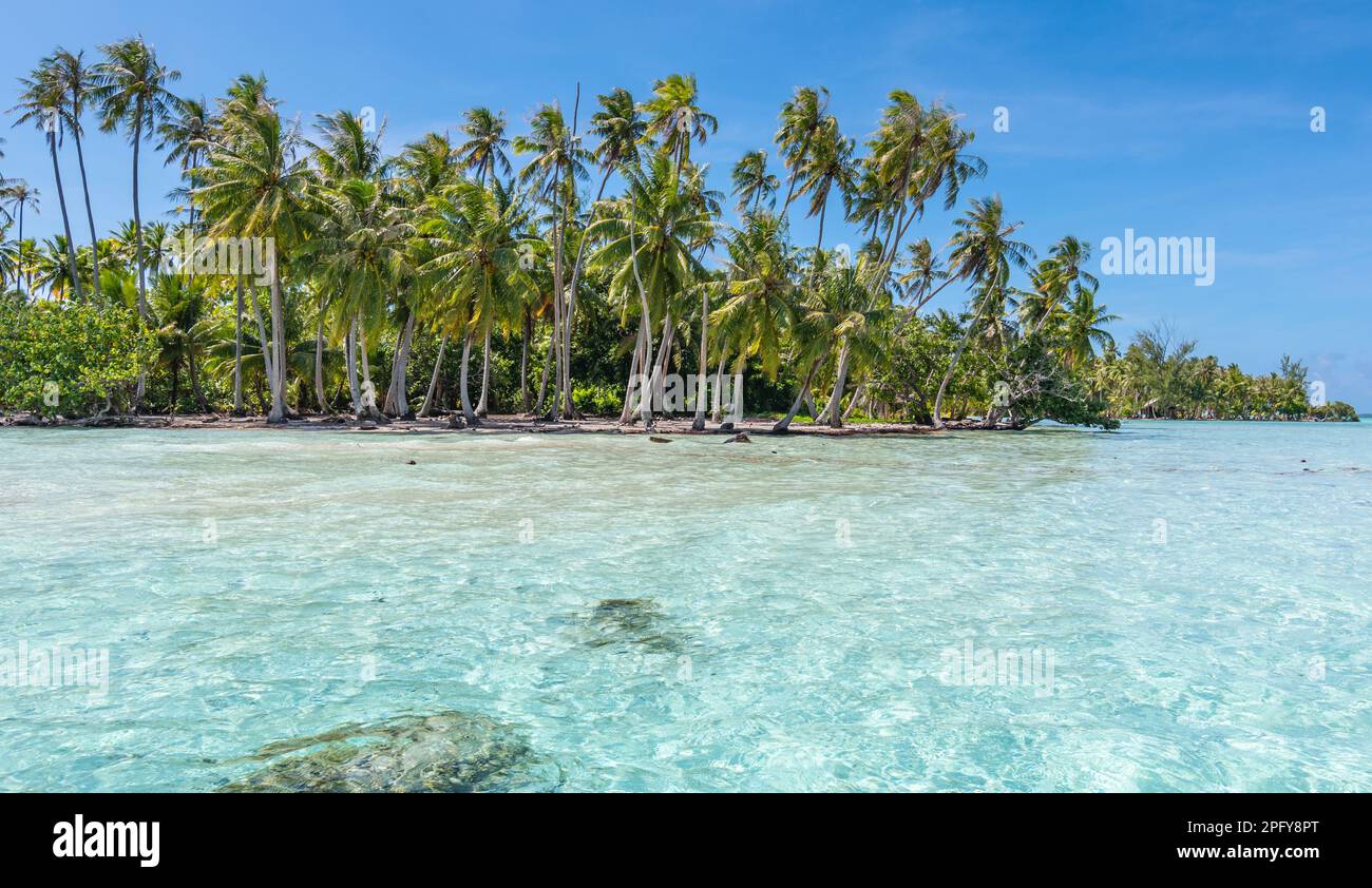 Wunderschöner tropischer Strand mit Kokospalmen in Französisch-Polynesien. Stockfoto