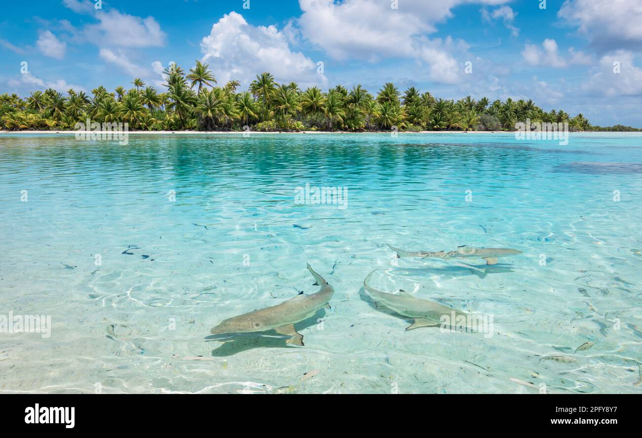 Haie schwimmen in der Lagune in der Nähe des Strandes. Stockfoto