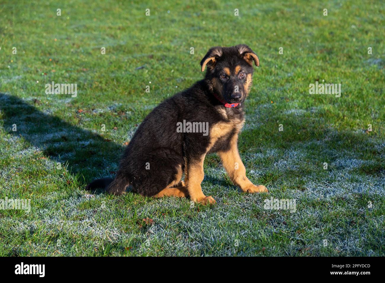 Der wunderschöne kleine Deutsche Schäferhund saß draußen an einem sonnigen Morgen mit Tau auf dem Gras Stockfoto