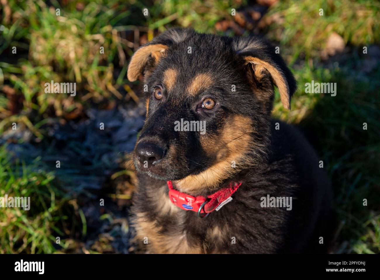 Süßer kleiner schwarzer und hellbrauner Deutscher Schäferhund, der im Frühlingssonnenschein aufblickt Stockfoto