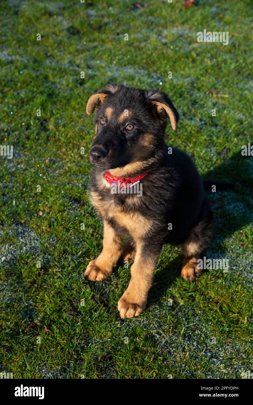 Süßer kleiner deutscher Schäferhund, der im Frühlingssonnenschein auf Gras sitzt Stockfoto