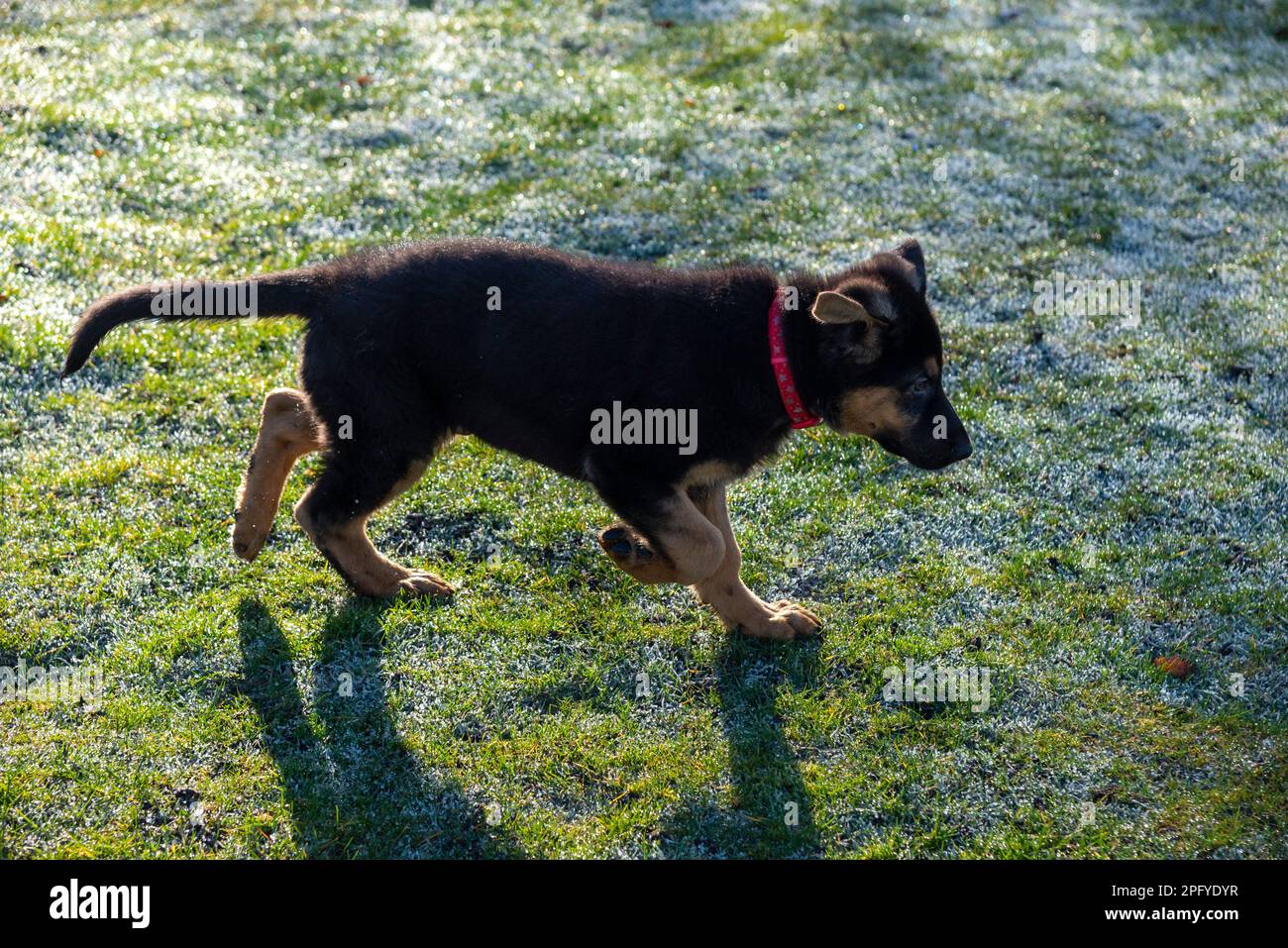 Süßer kleiner schwarzer und hellbrauner Deutscher Schäferhund, der in der Morgensonne auf taufreibendem Gras läuft. Stockfoto