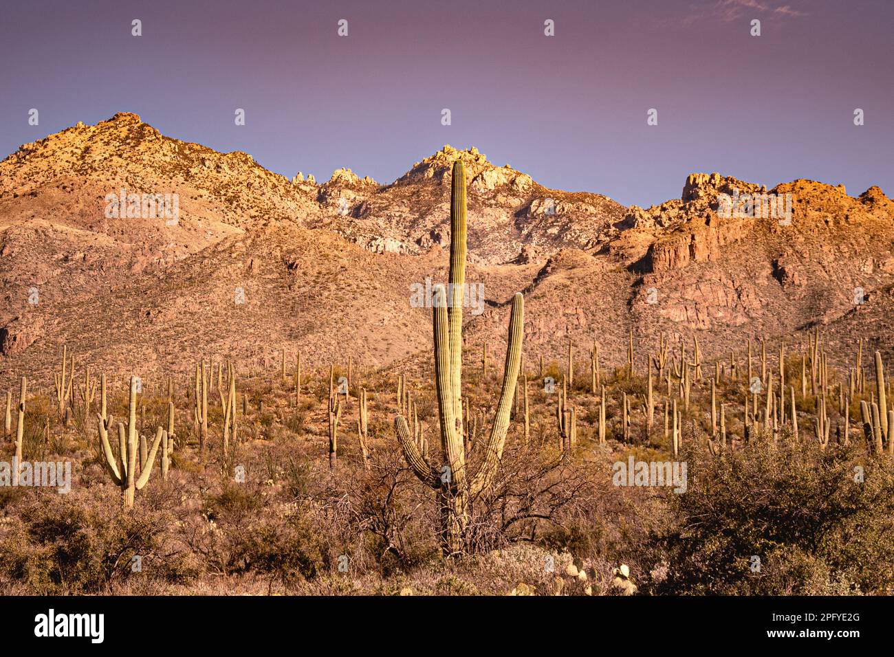 Die Malerische Wüstenlandschaft Von Arizona Stockfoto