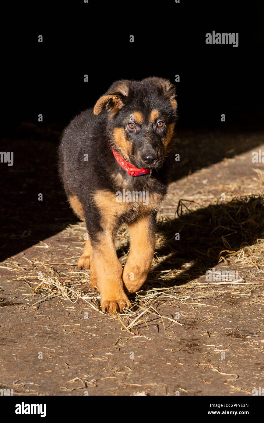 Süßer kleiner deutscher Schäferhund, der in der Frühlingssonne im Heu in einem Stallhof sitzt Stockfoto