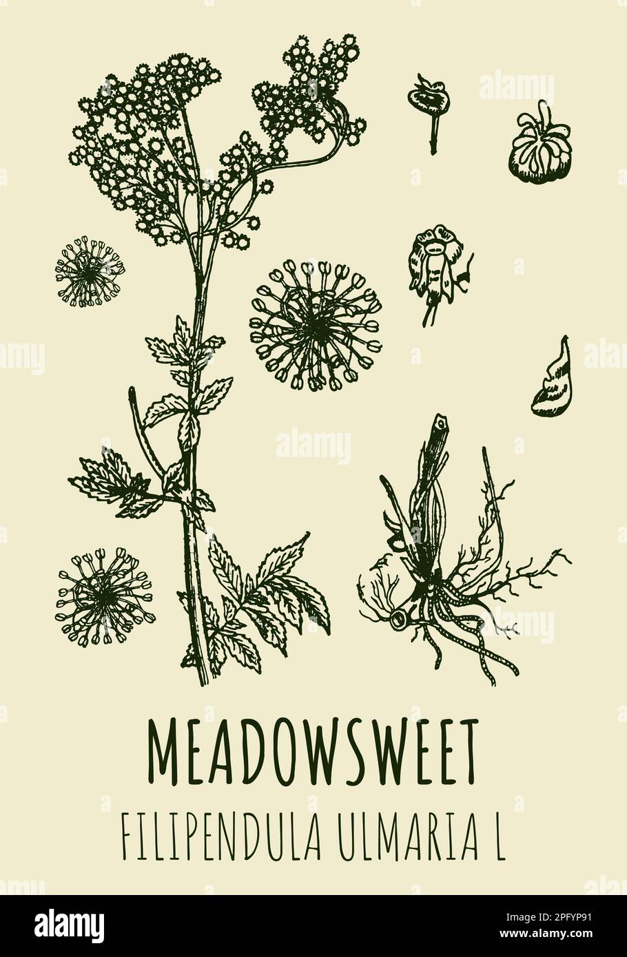 Zeichnungen von MEADOWSWEET. Handgezeichnete Illustration. Lateinische Bezeichnung FILIPENDULA ULMARIA L. Stockfoto