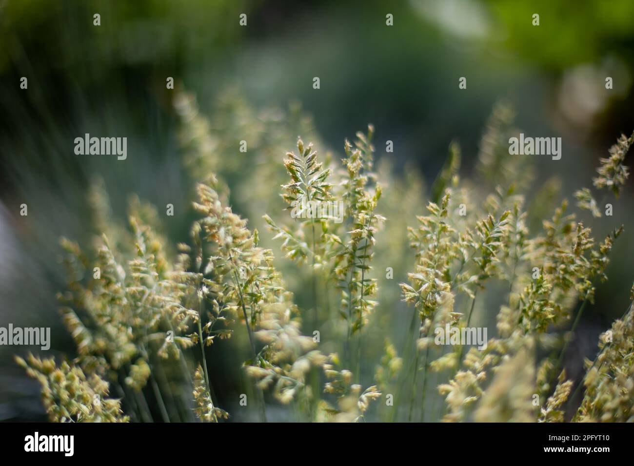 Nahaufnahme von grünen Gräsern mit Samen - symbolisch für Heuschnupfen (allergische Schnupfen) Stockfoto