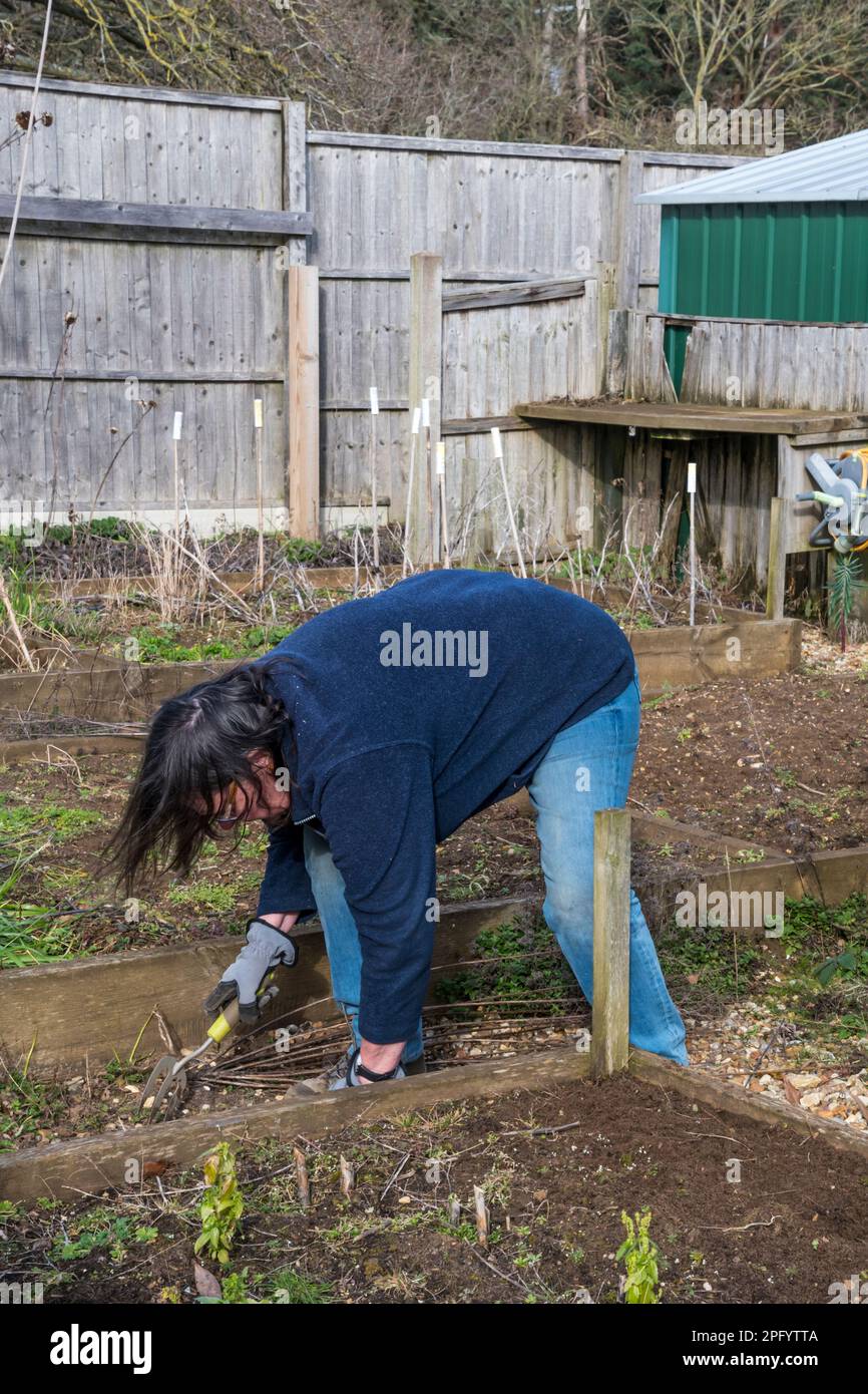 Eine Frau, die sich auf den Wegen um Gemüsebeete herum für die neue Vegetationsperiode wagt. Stockfoto