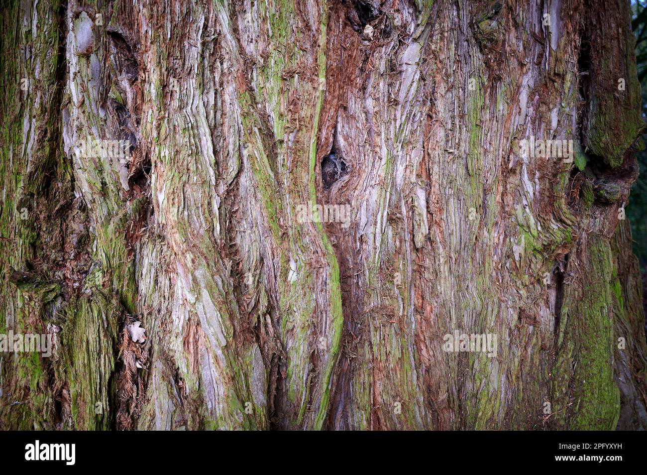 Rindenmuster auf einem großen braunen Baumstamm Stockfoto